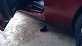 122.ar1n14 Dodge Challenge 2014 Running Board 4474385